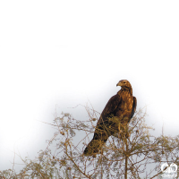 گونه سارگپه تاجدار Crested Honey Buzzard